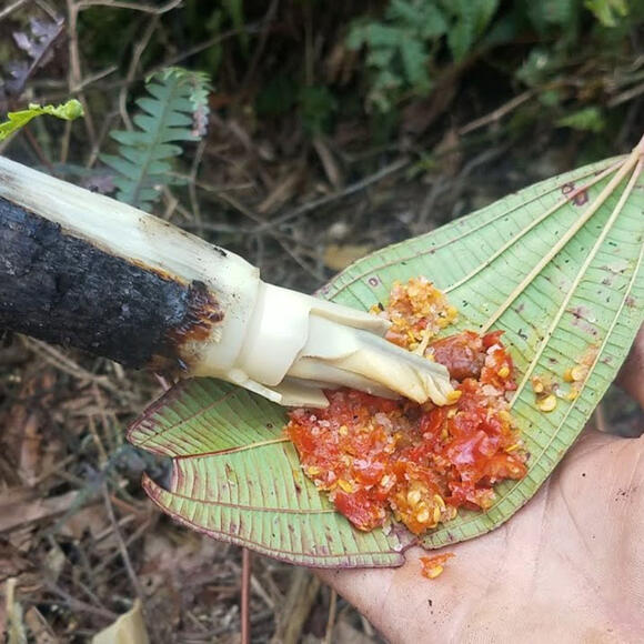 Đọt Mây
